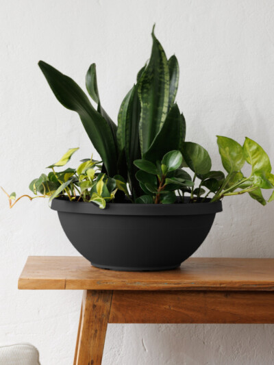 Terra Plant Bowl