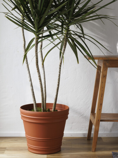 Rolled Rim Planter