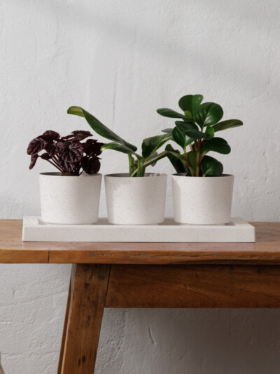 Trio Flight Planter